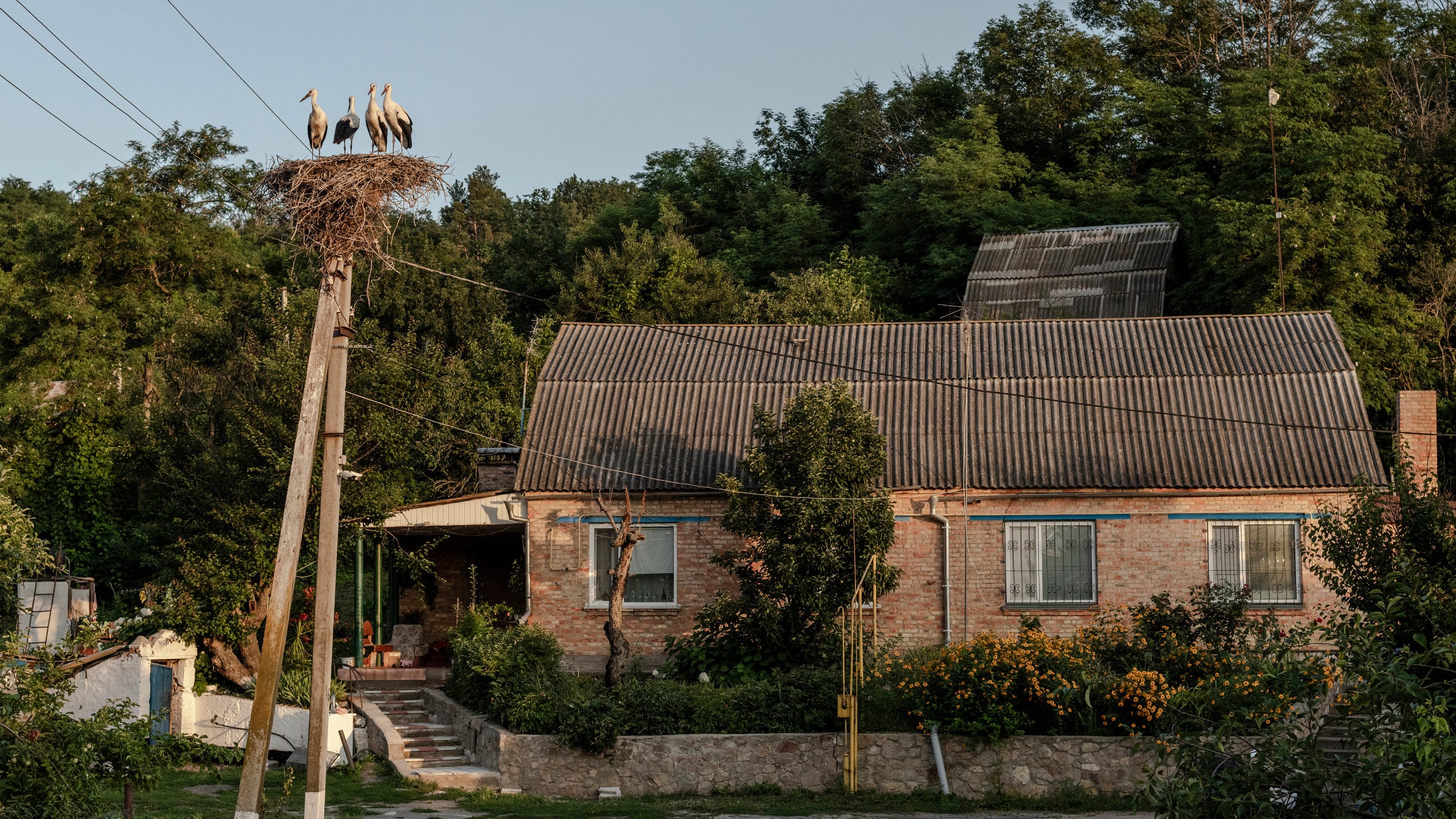 White storks sit on a large stick nest they've made on a utility pole next to an old-looking brick house.