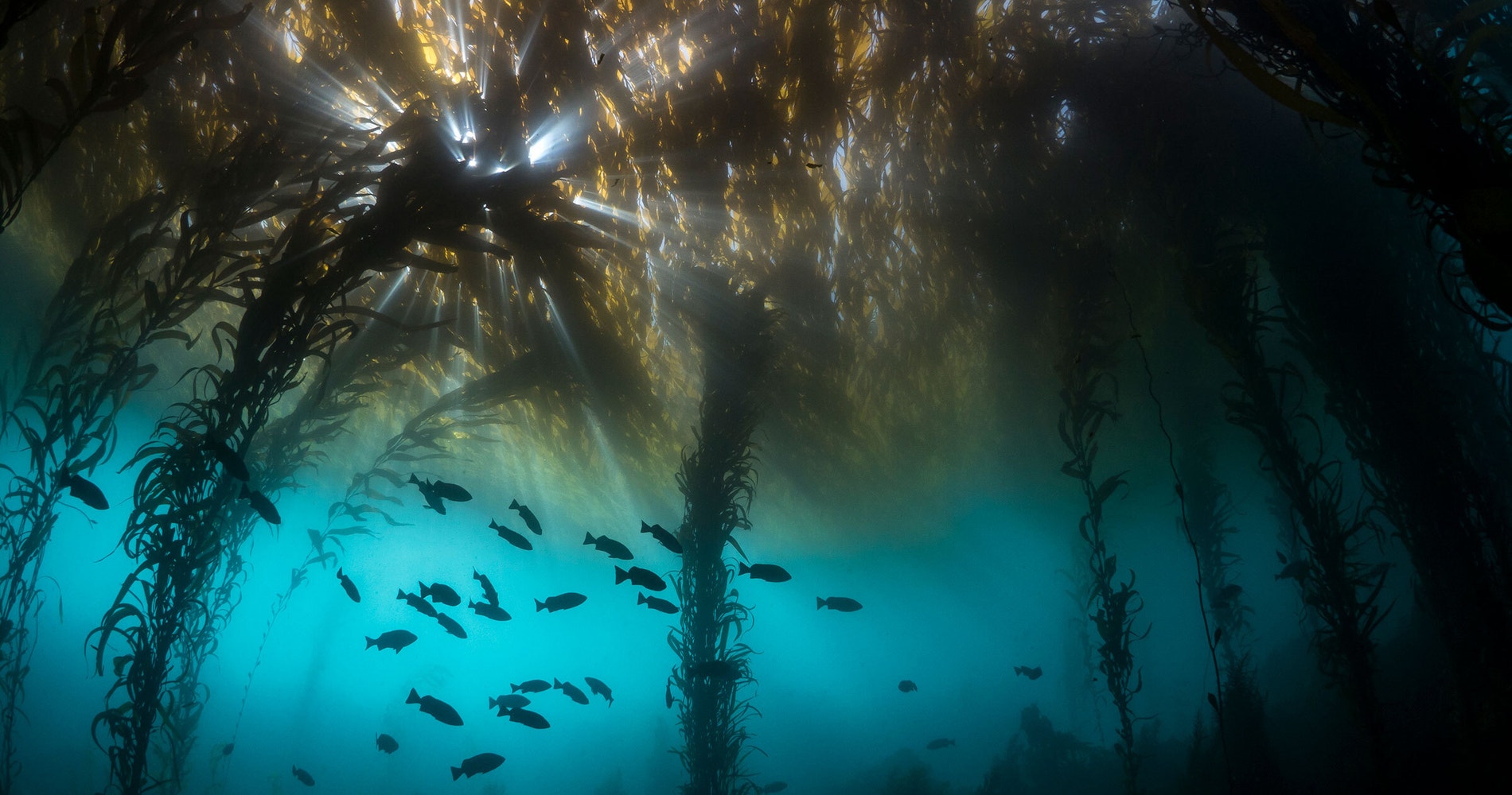 National Audubon Society national-audubon-society