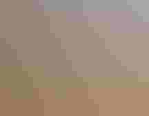 A group of birds stand on the furry back of a bison laying in tall grass.