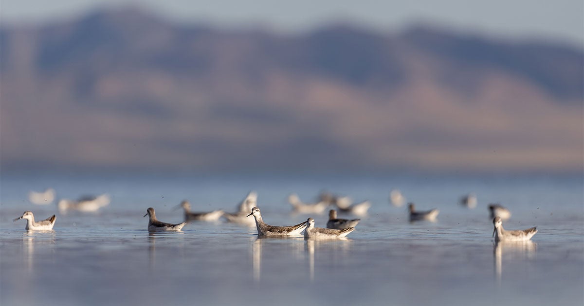 Wilson's Phalaropes and their Journey from Canada to Argentina - Vimarsana News
