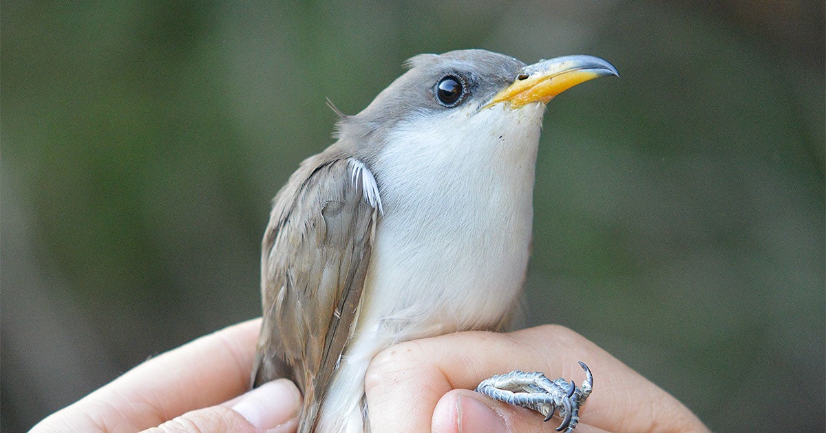 A Migrating Cuckoo Named Hummus Makes a Tasty Case for Land Conservation - Vimarsana News