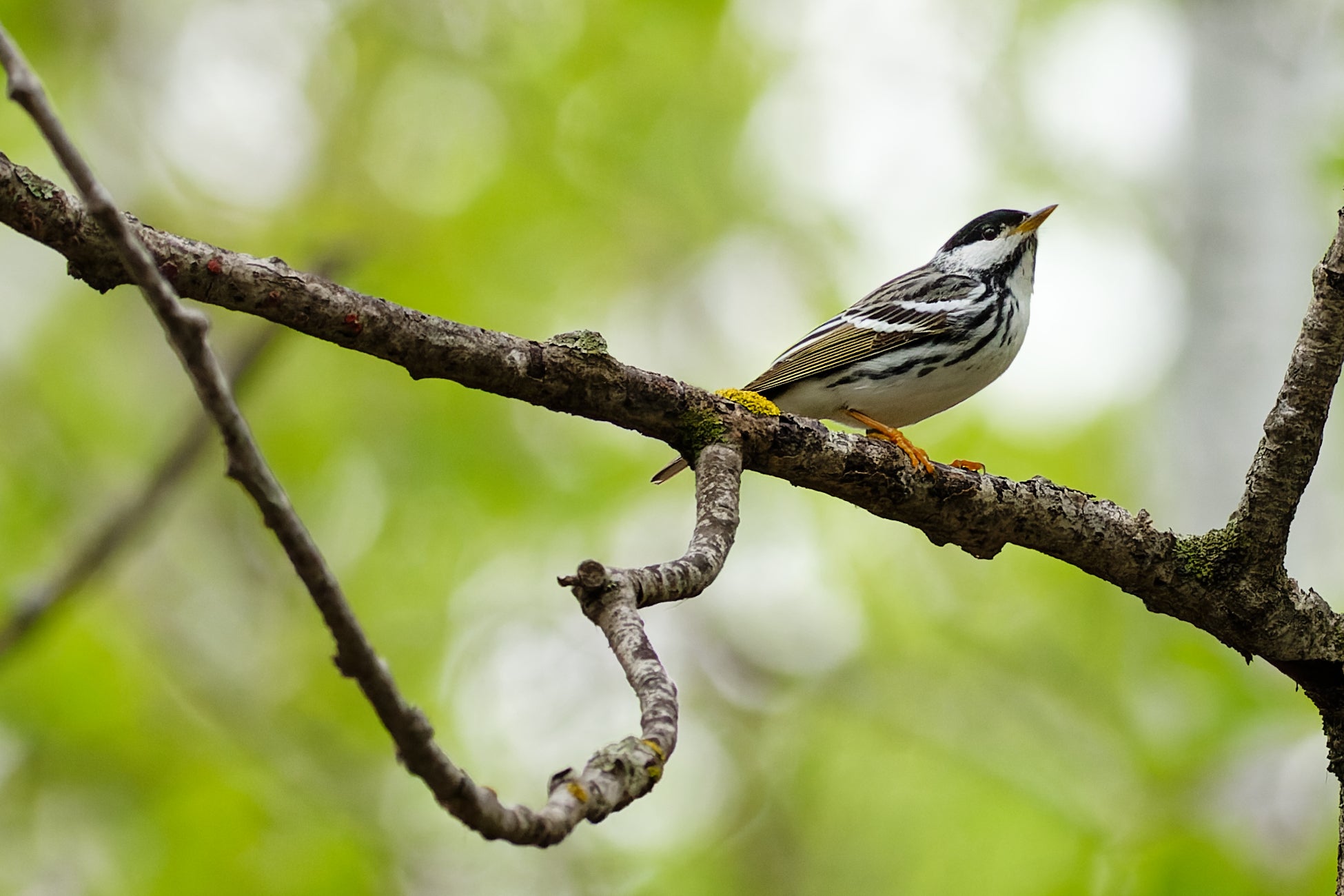 A Blackpoll Warbler, a black and white songbird, perches on a branch.