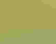 A mottled black, brown, white, and yellow bird with a yellow cap perches in tall grasses.