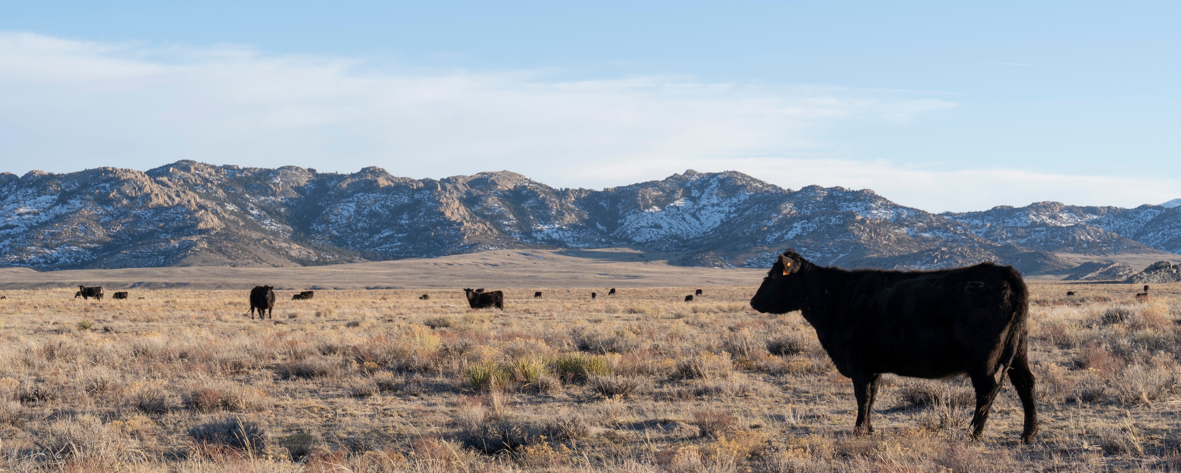 Conservation Ranching | Audubon