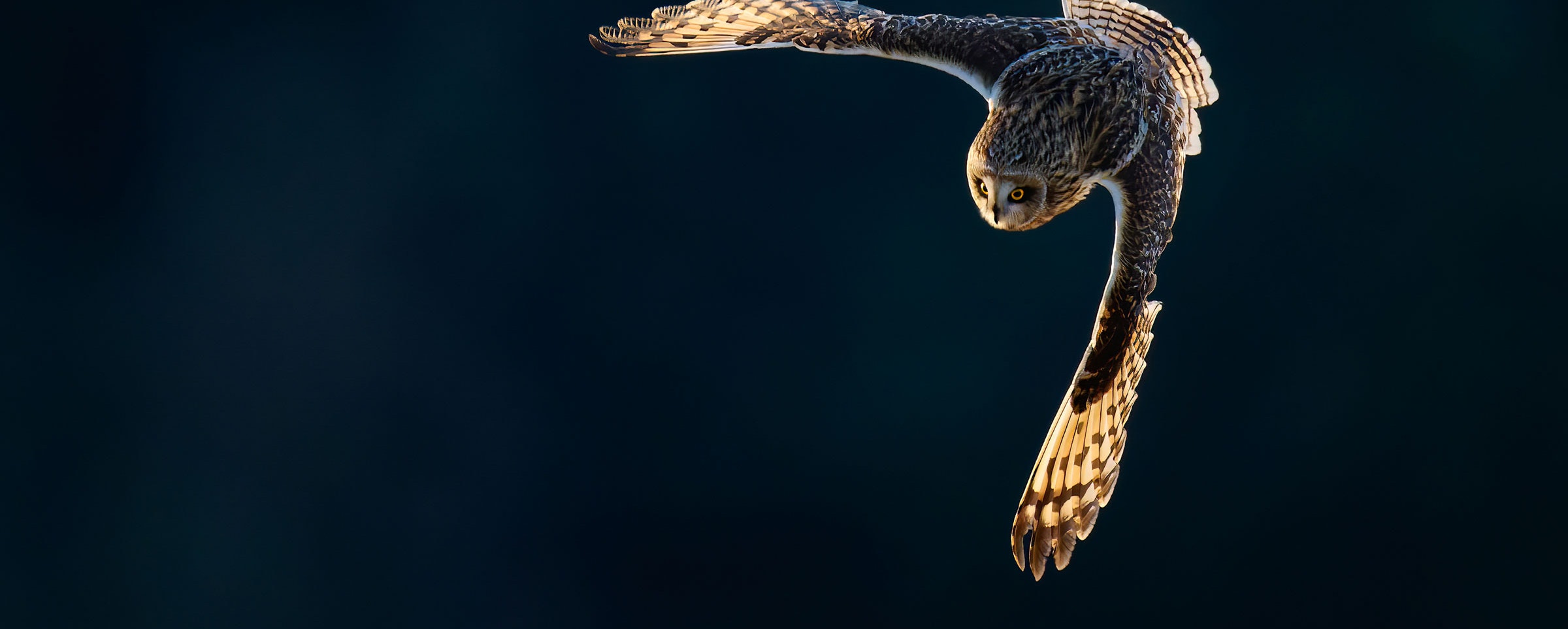 2025 Contest Prizes Audubon