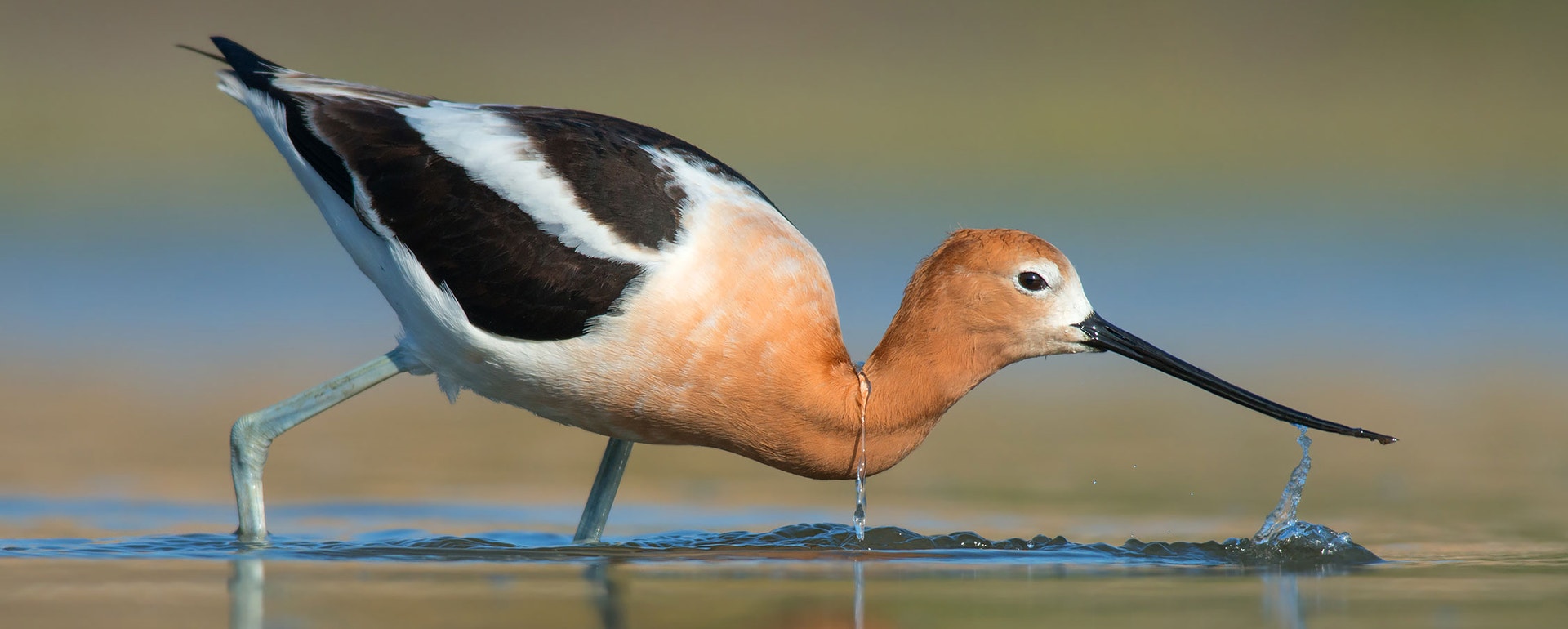 American Avocet, Foto: Kirk Benson/Audubon Photography Awards