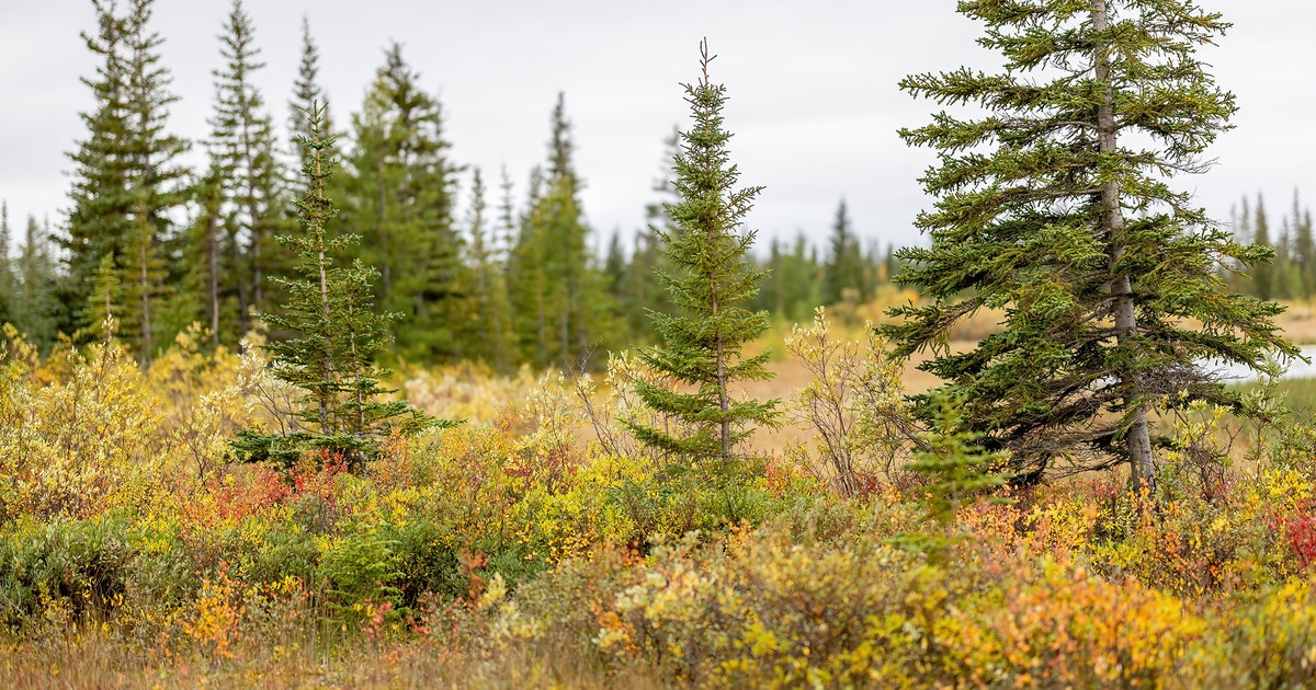 Boreal Forest Of Canada Audubon boreal-forest-of-canada-audubon