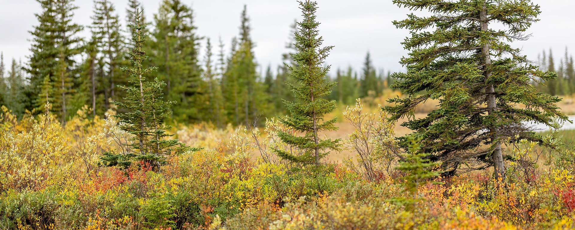 Boreal Forest Of Canada Audubon boreal-forest-of-canada-audubon