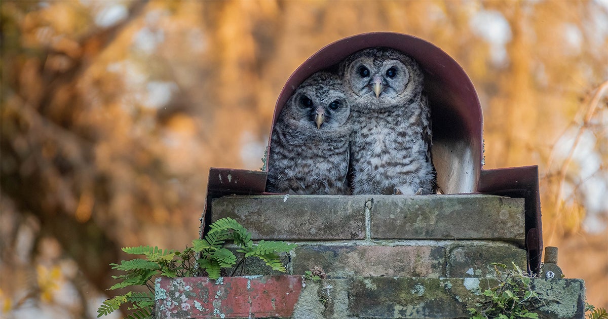 Cuddle up With These Ridiculously Cute Baby Bird Photos - Vimarsana News
