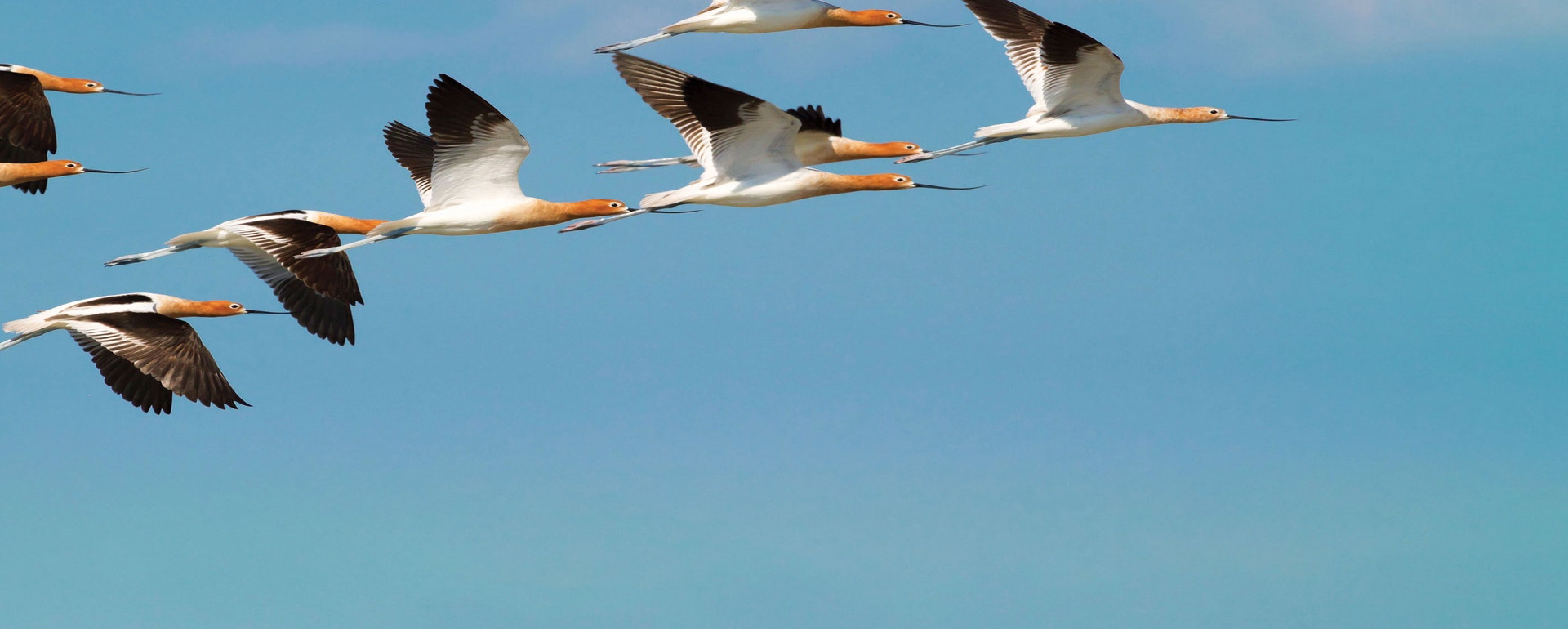 American Avocets. Photo: Natalia Kuzmina/Alamy
