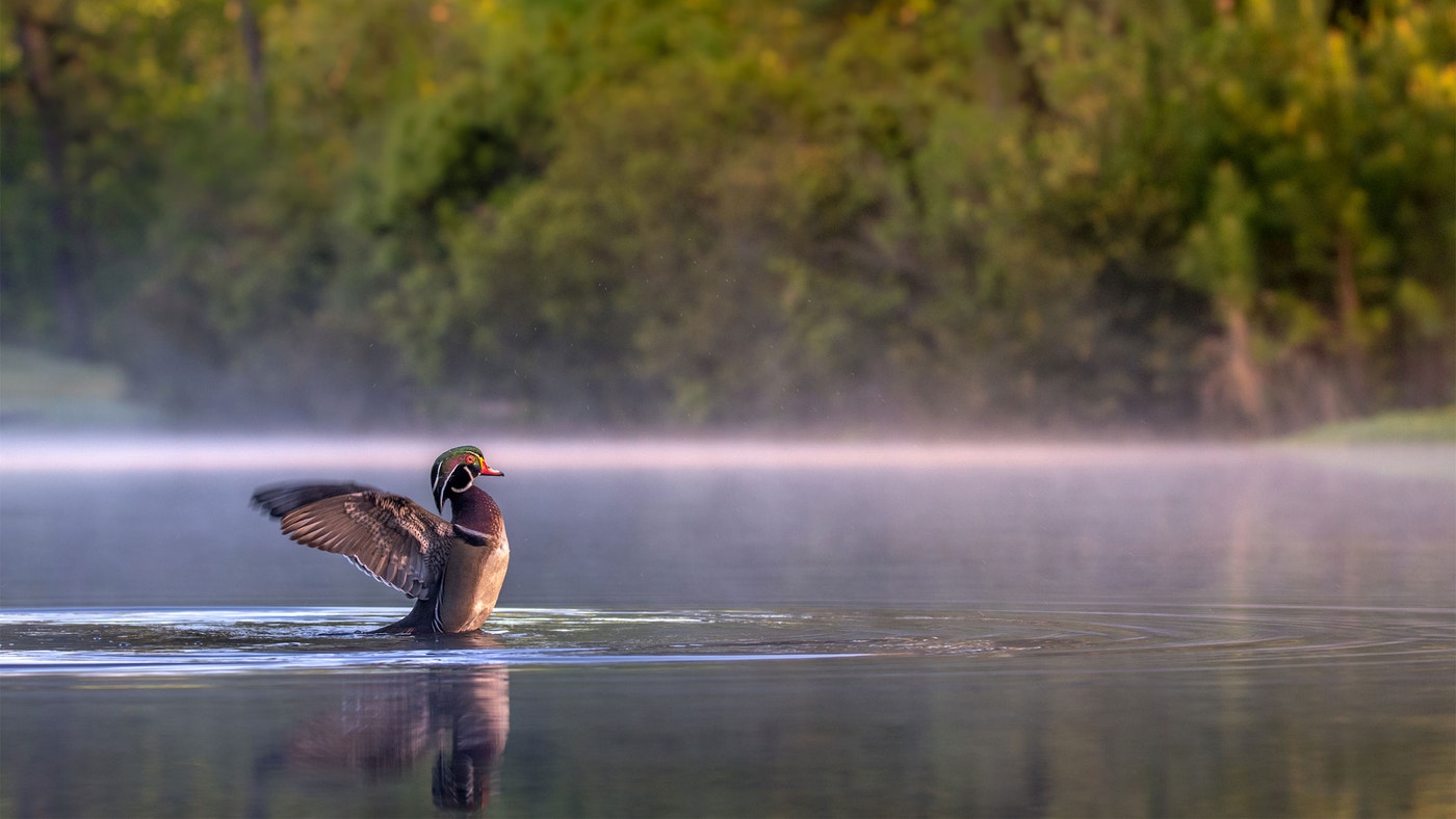 10 Fun Facts About the Wood Duck | Audubon