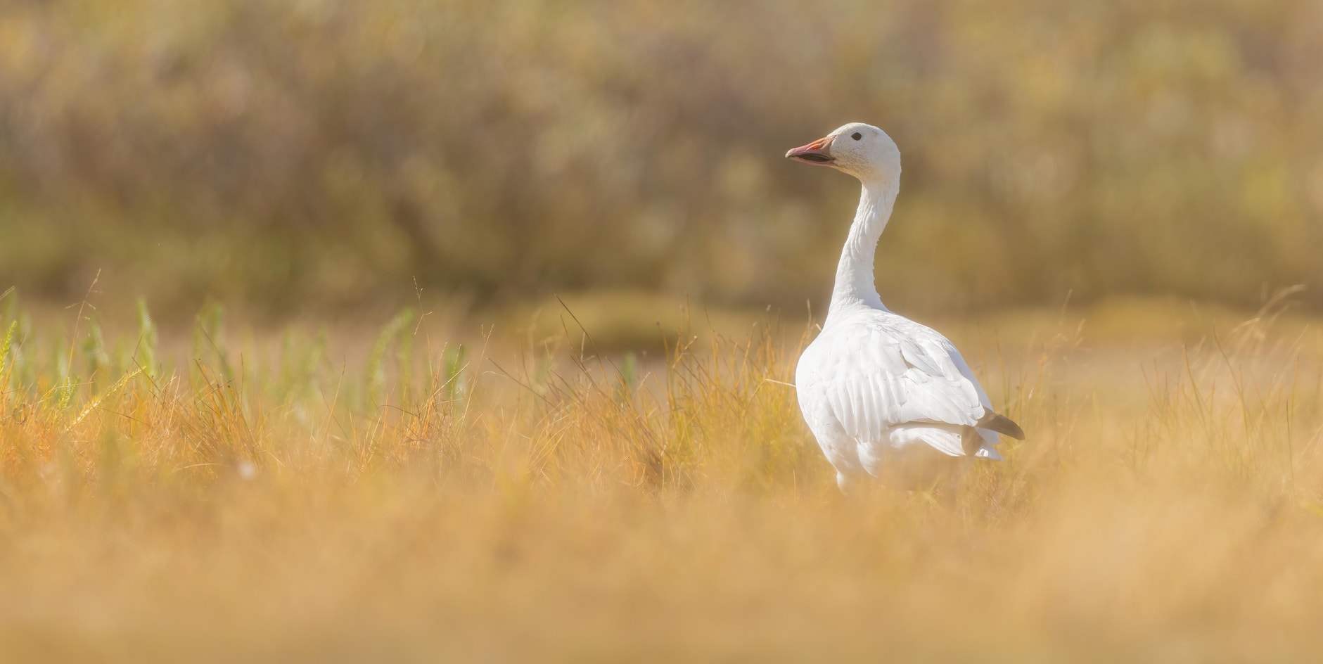 Snow Goose | Audubon Field Guide