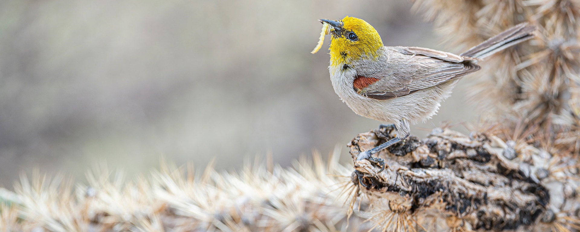 2025 Official Contest Rules Audubon