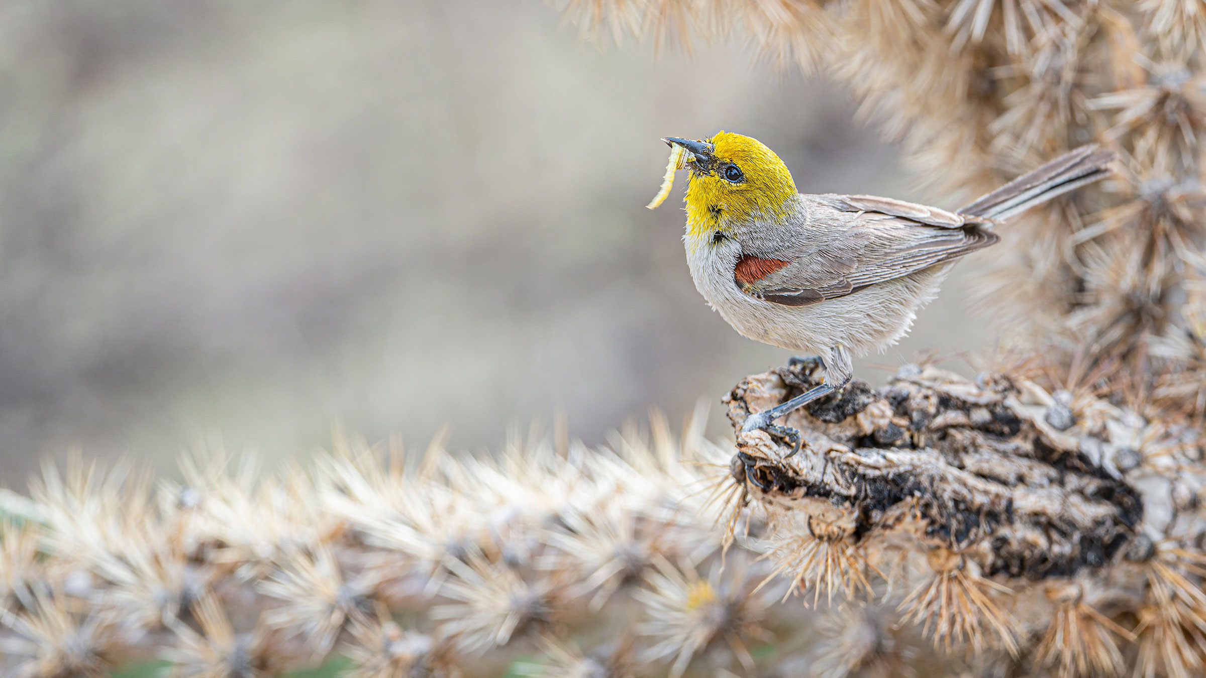 2024 Official Contest Rules Audubon 2024 Official Contest Rules Audubon
