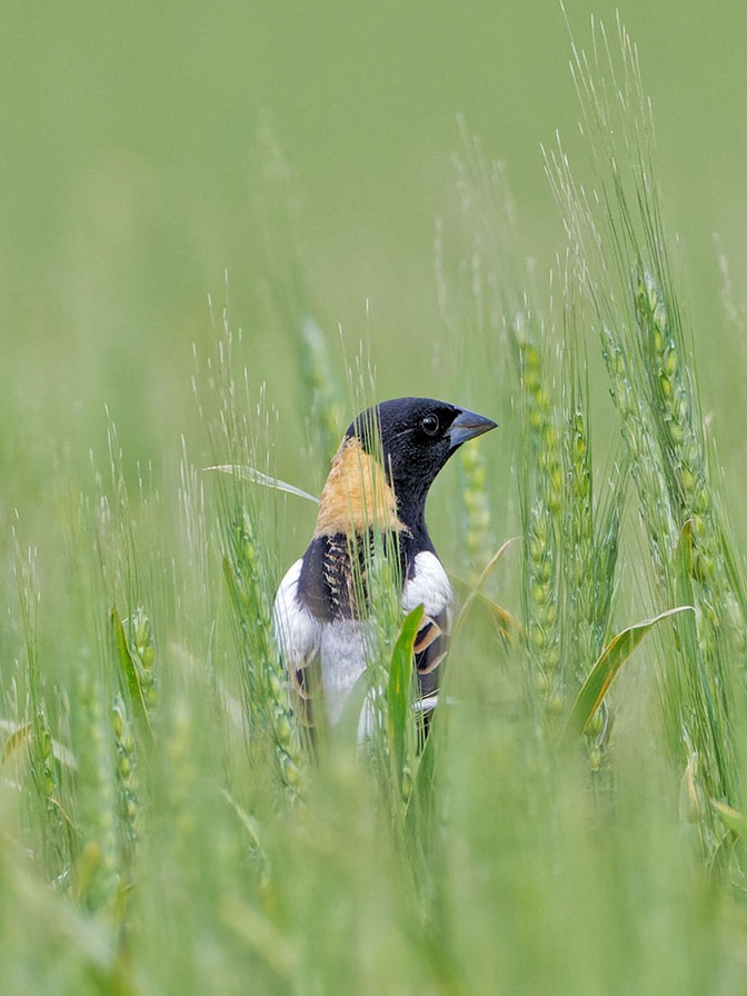 National Audubon Society