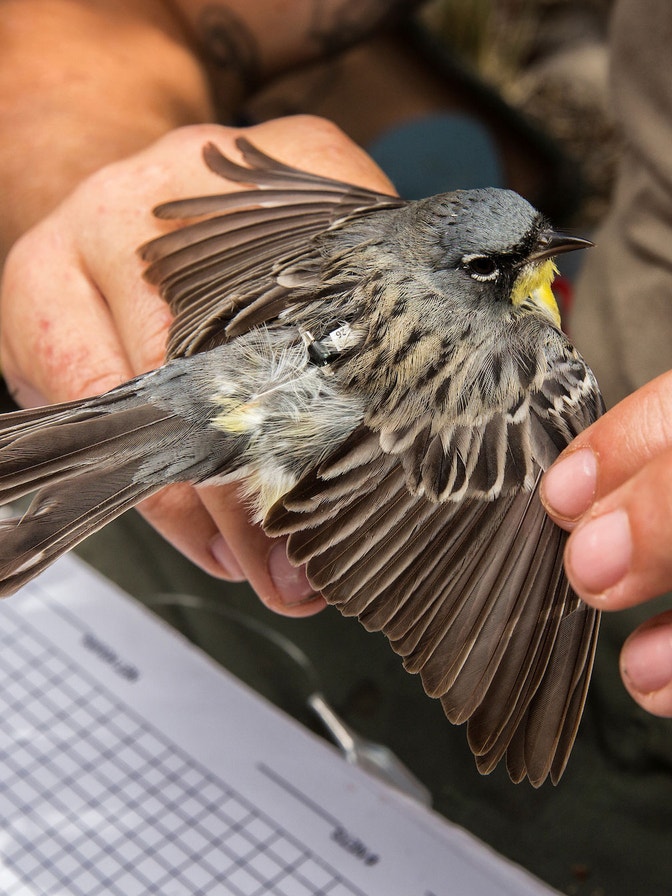 National Audubon Society