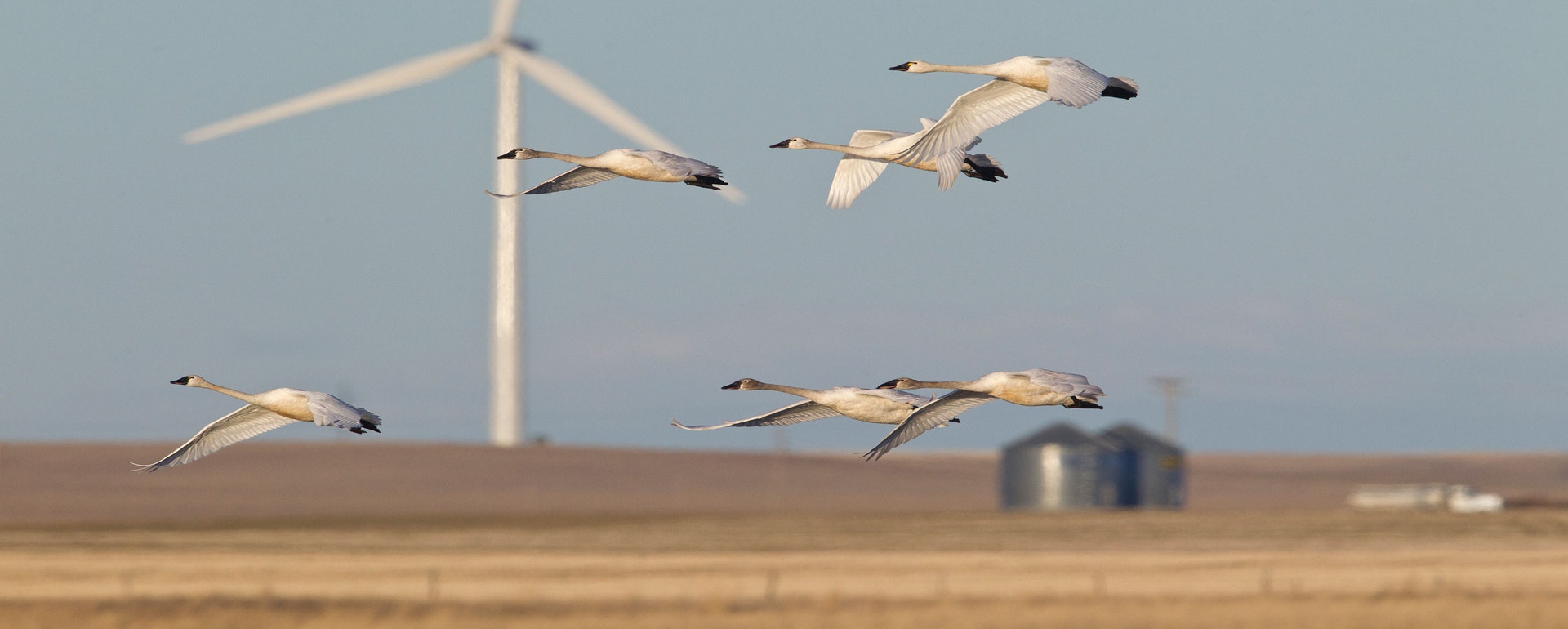Tundra Swans. Photo: Donald M. Jones/Minden