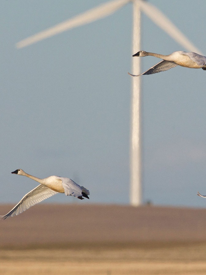 National Audubon Society