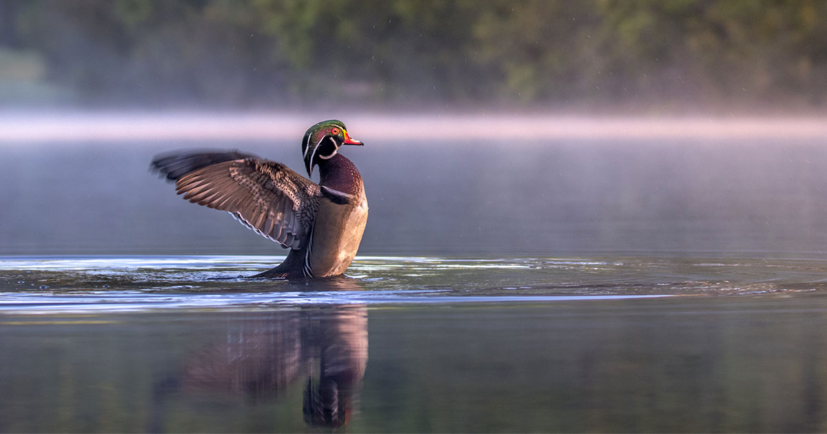 10 Fun Facts About the Wood Duck | Audubon