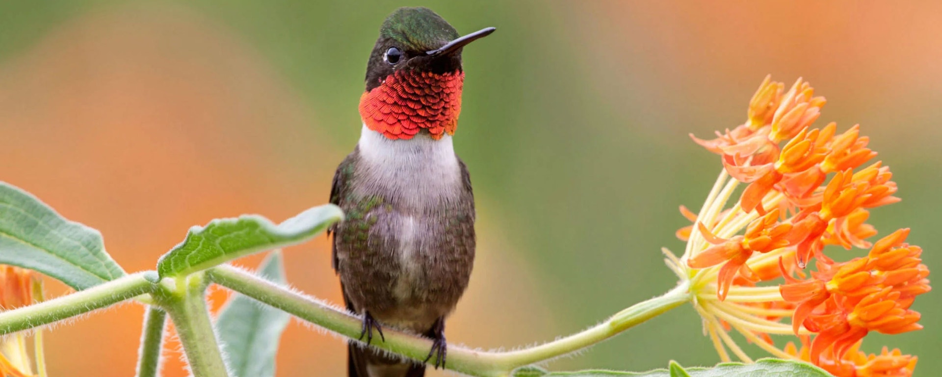 Ruby-throated Hummingbird at a butterflyweed. Photo: Dave Maslowski