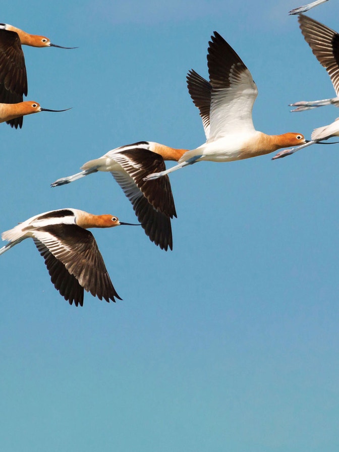 National Audubon Society