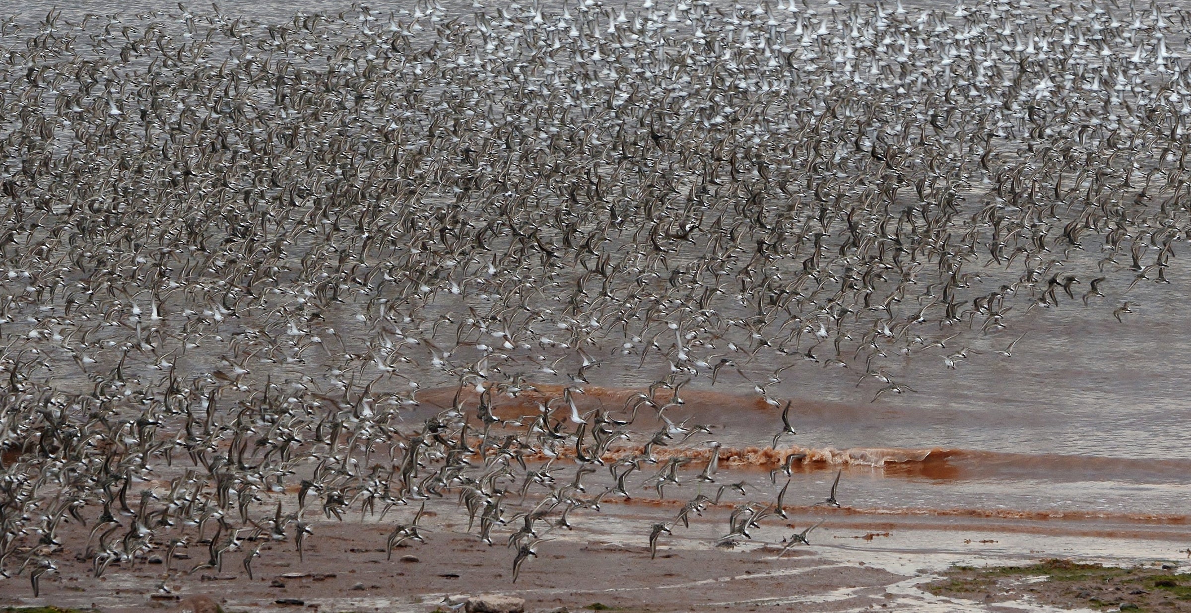 Mega-flock of Semipalmated Sandpipers.