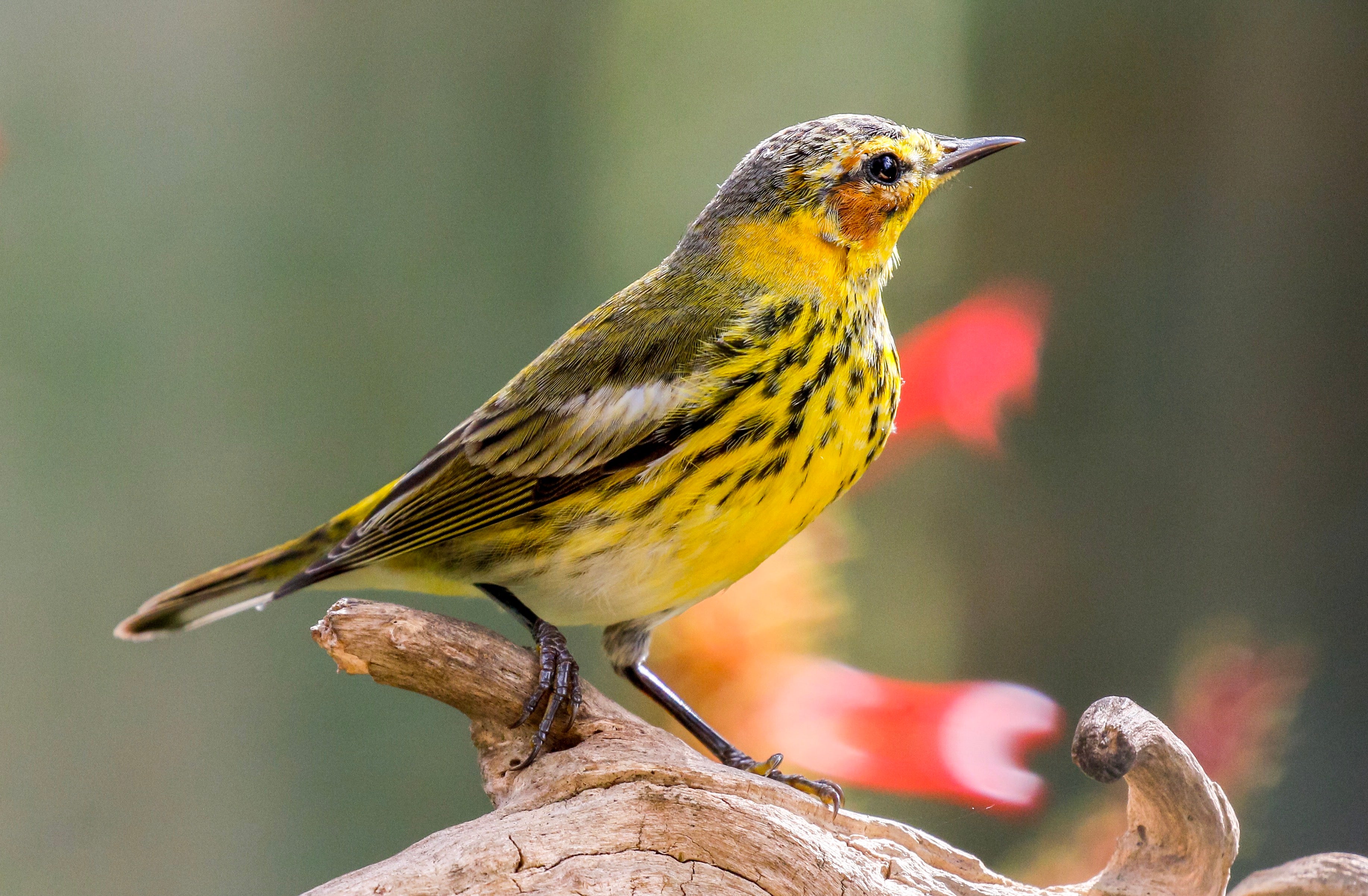 Cape May Warbler, close-up on a branch