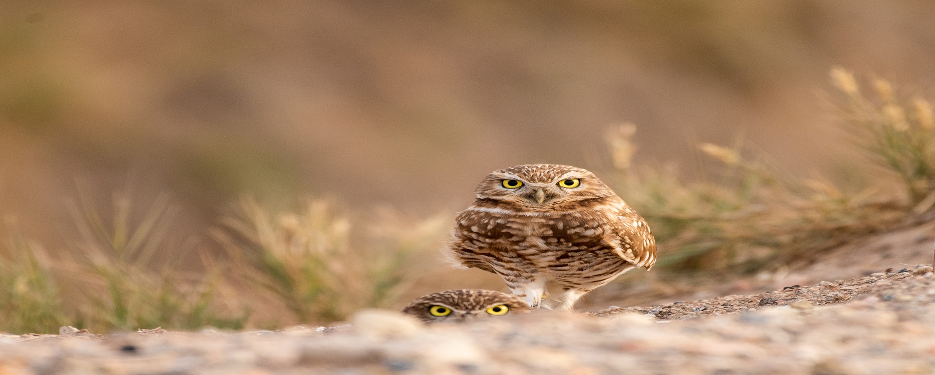 Burrowing Owls. Photo: Sandrine Biziaux Scherson/Audubon Photography Awards