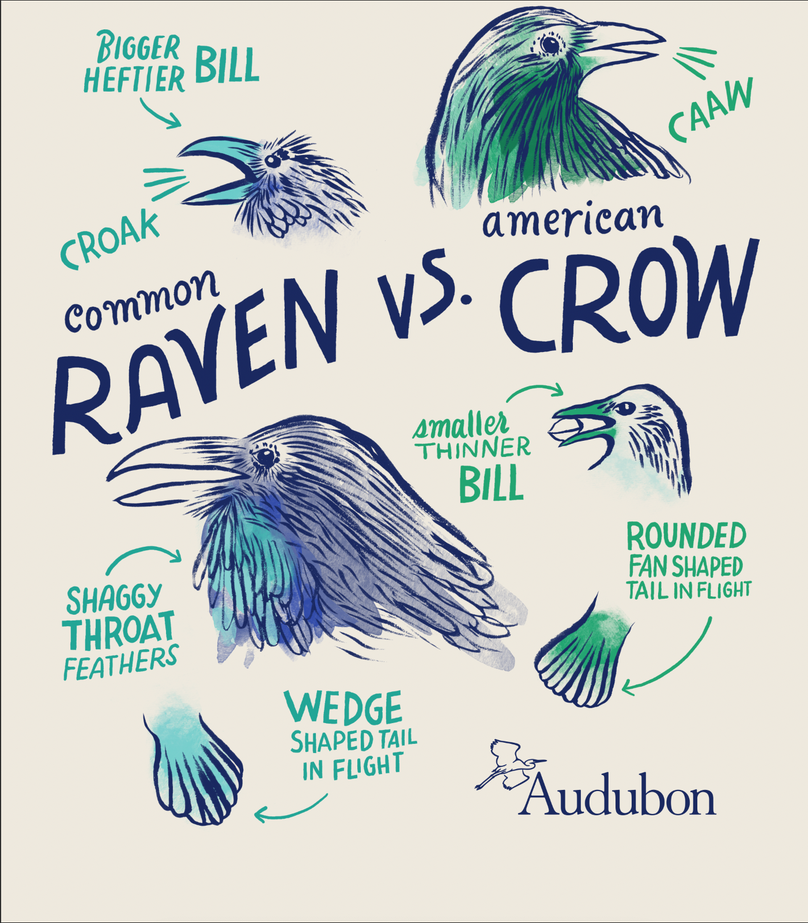 How Marisol Ortega Brings Birds to Life With Her Illustrations | Audubon