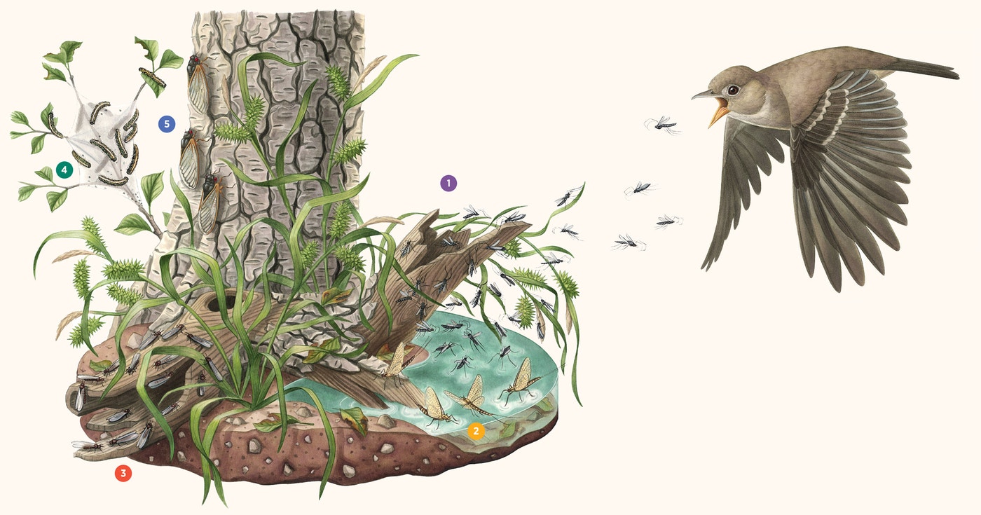 Insect Finding Bug Out With the Birds by Finding an Insect Hatch | Audubon