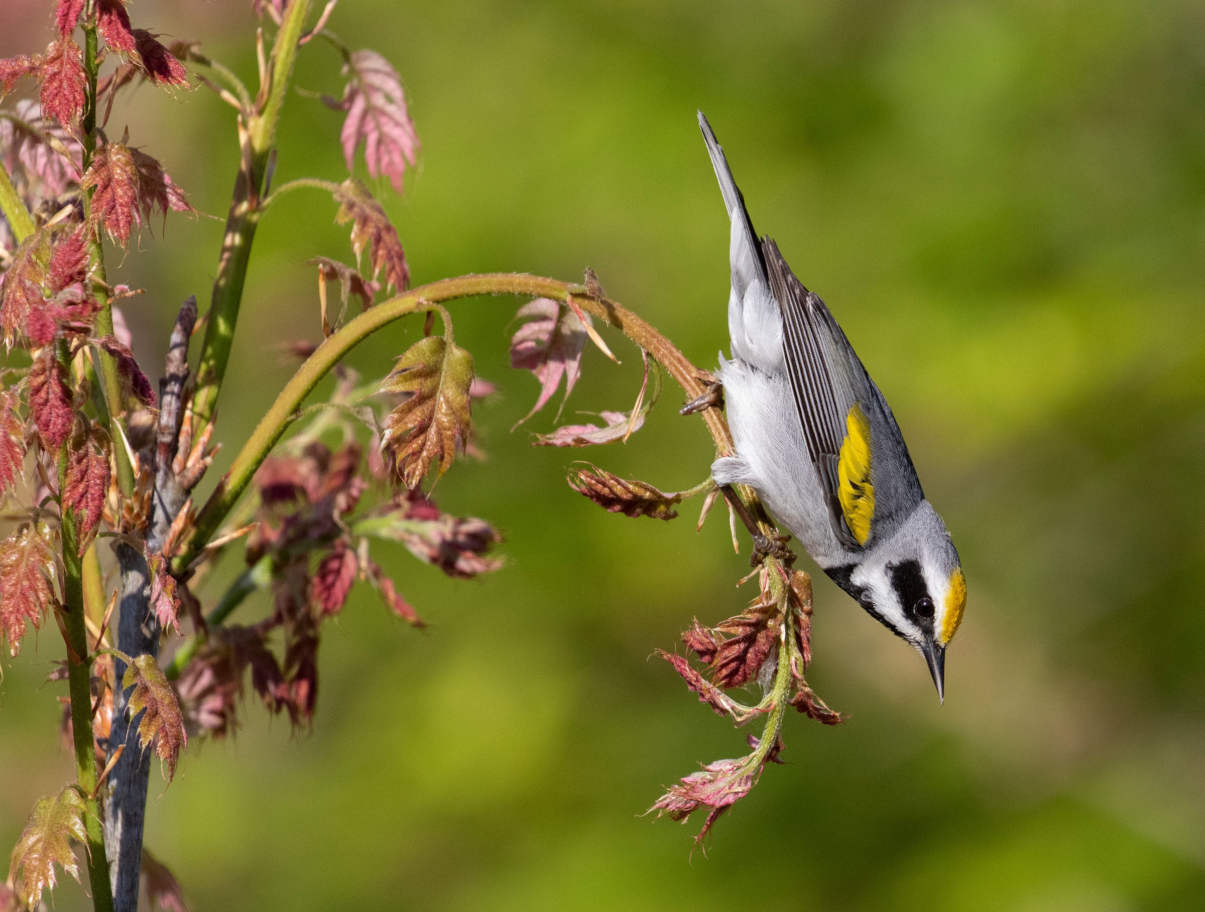 A Golden-winged Warbler perches on the side of a plant with reddish leaves.