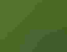 A Black-throated Blue Warbler stands on a branch looking at the camera in front of an out-of-focus green background.