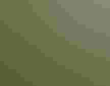 A brown bird perched in green leaves, looking up.