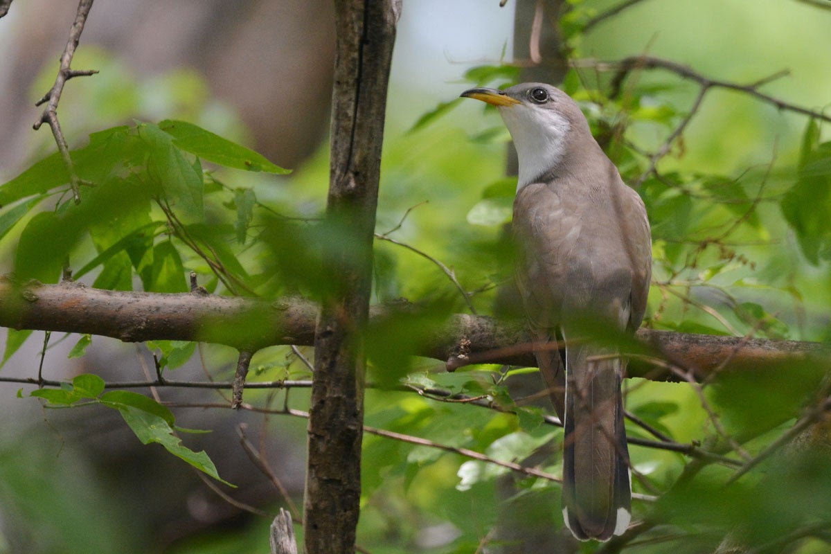 gray bird with a yellow bill and a white neck in green foliage