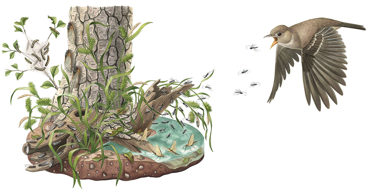 Insect Hatchling Bug Out With the Birds by Finding an Insect Hatch | Audubon