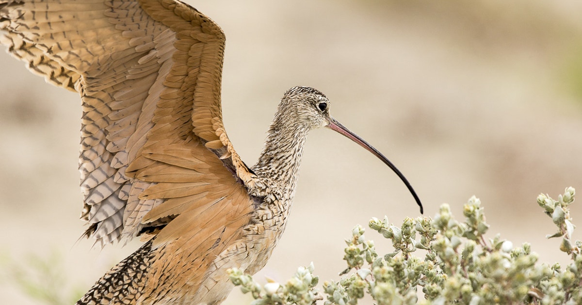 Lasater Ranch Audubon Certification Touts S W Lasater Ranch in Colorado as Beacon for ...