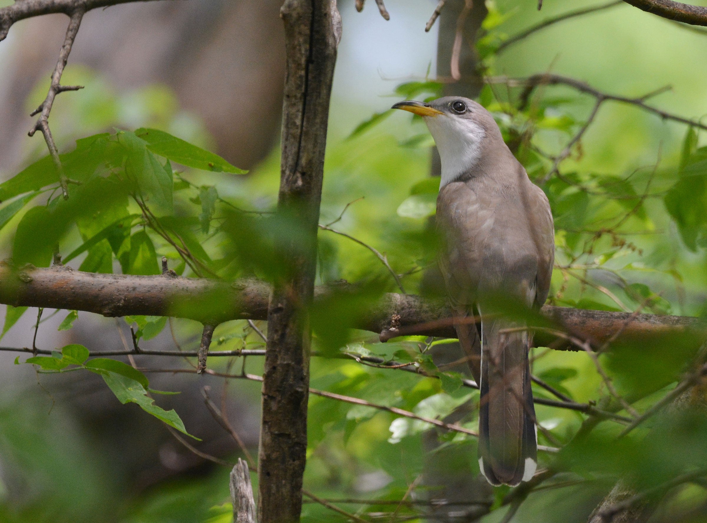gray bird with a yellow bill and a white neck in green foliage