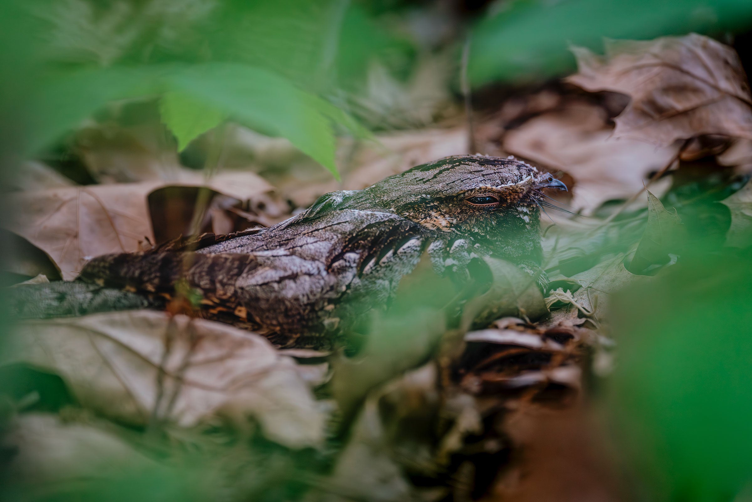 A camouflaged whip-poor-will sits on the ground among brown and green leaves.