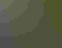 A bright green kakapo emerges from a bag on the ground held open by a person's hands.