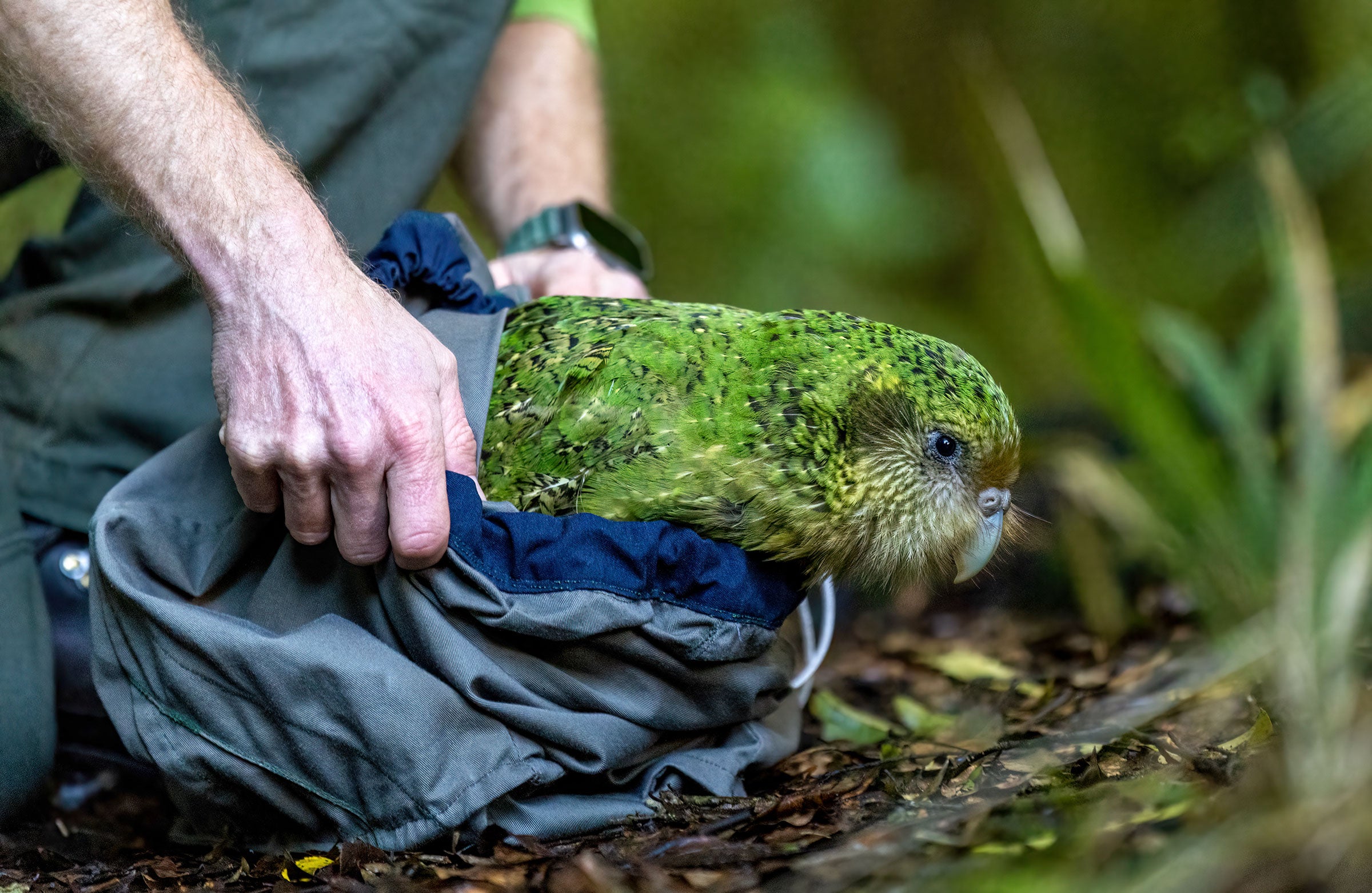 On Mainland New Zealand, Crafty Kākāpō Are Thwarting