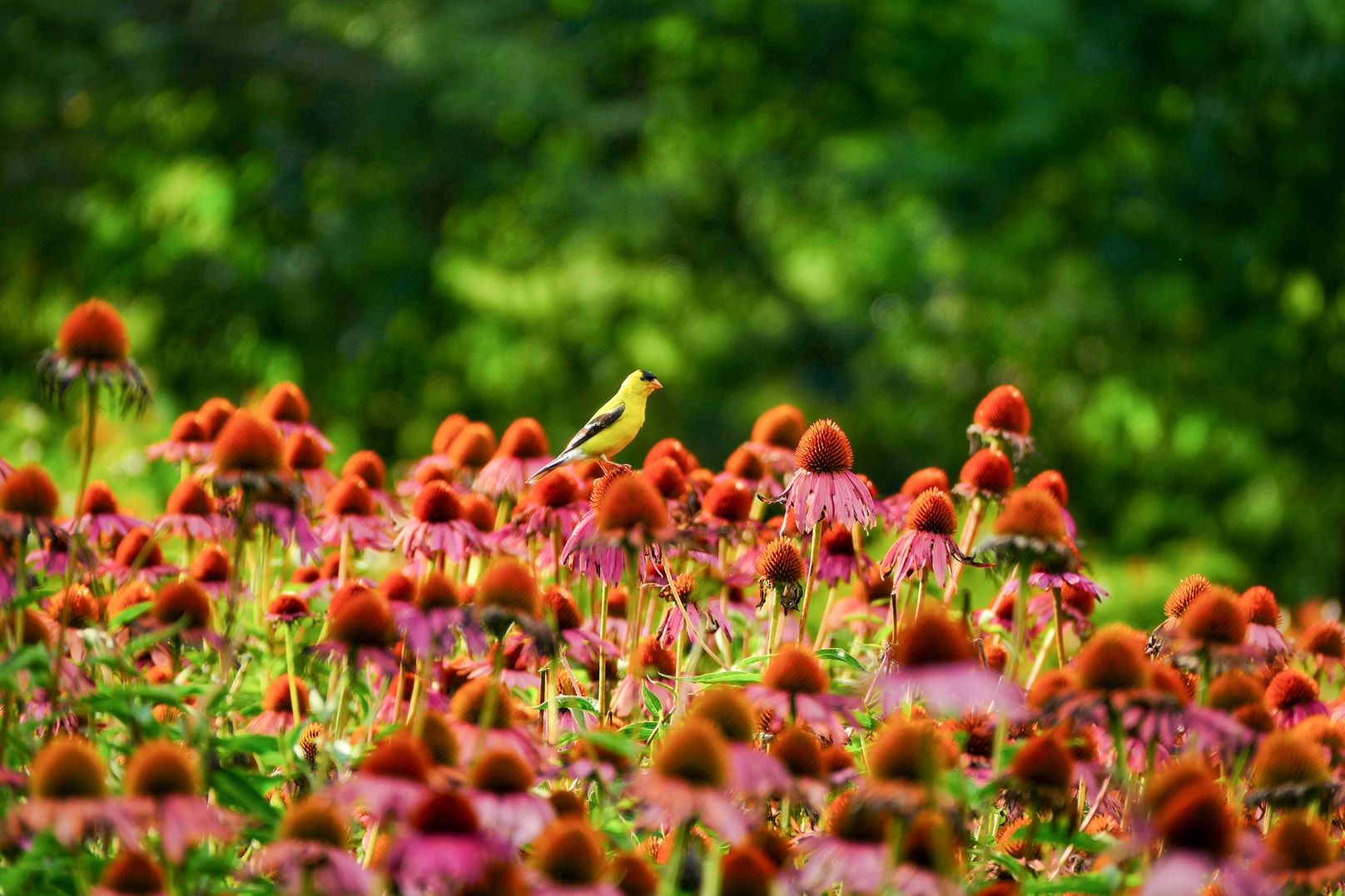 North Carolina Cities get Native Plants Policies, Thanks to Chapter ...