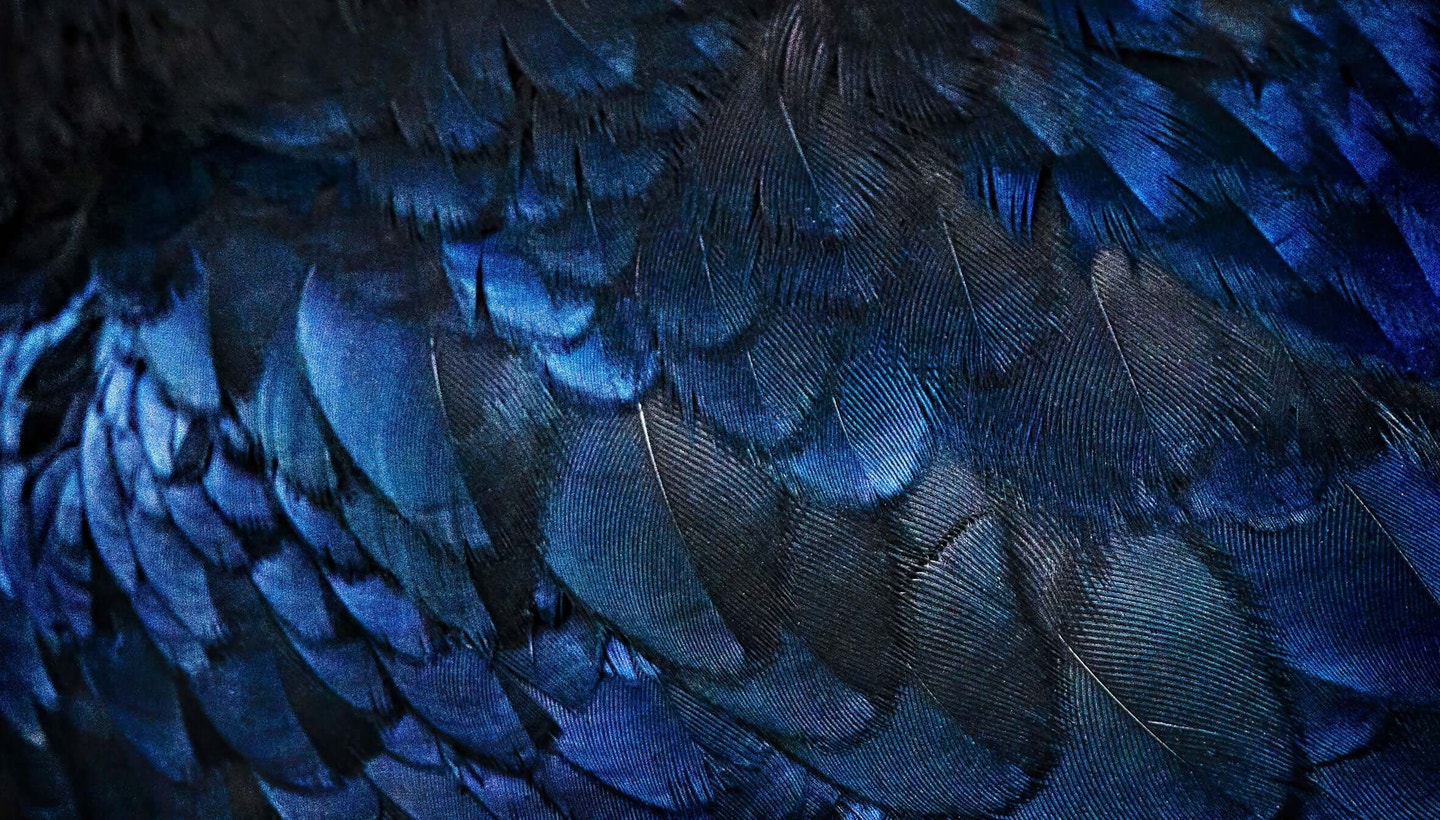 Common Raven. Photo: Vicki Jauron/Audubon Photography Awards