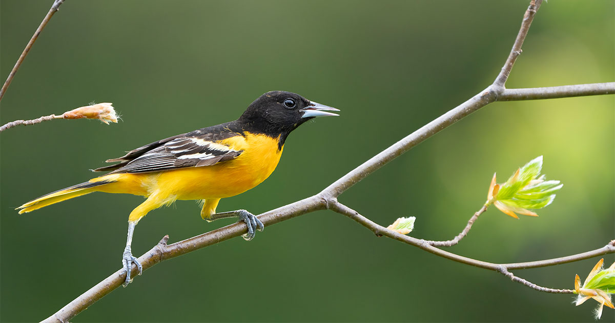 Audubon Adds Visionary Environmentalist to Board Audubon Adds Visionary Environmentalist to Board