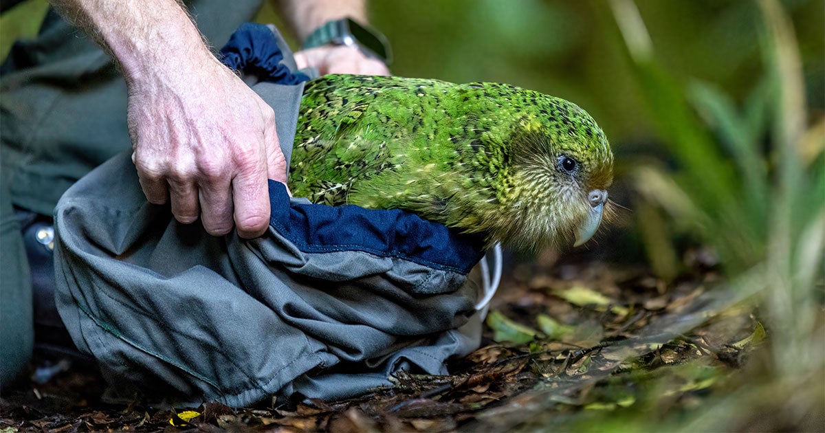 On Mainland New Zealand, Crafty Kākāpō Are Thwarting