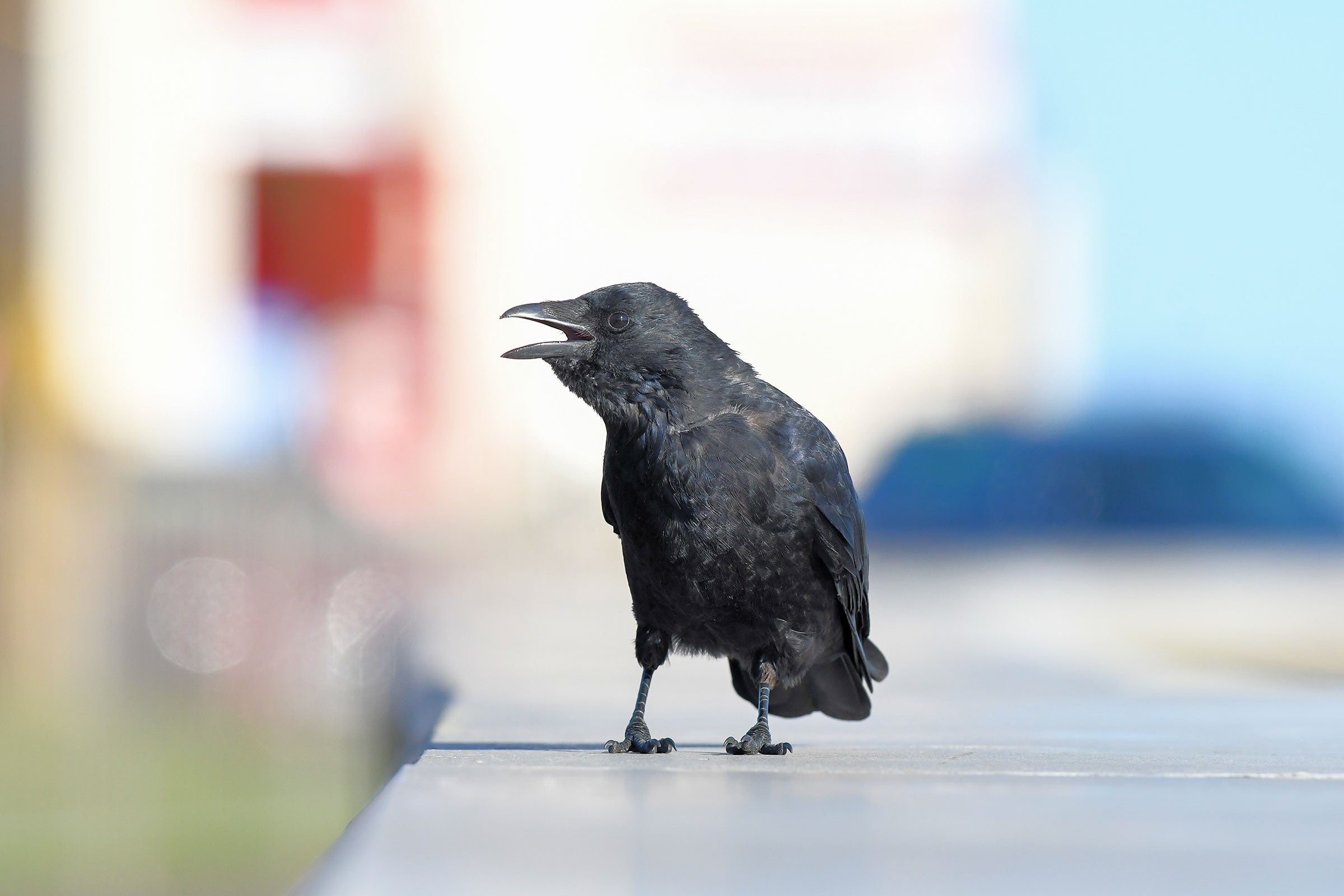 A crow stands on an out-of-focus man-made surface with its beak open, presumably cawing.