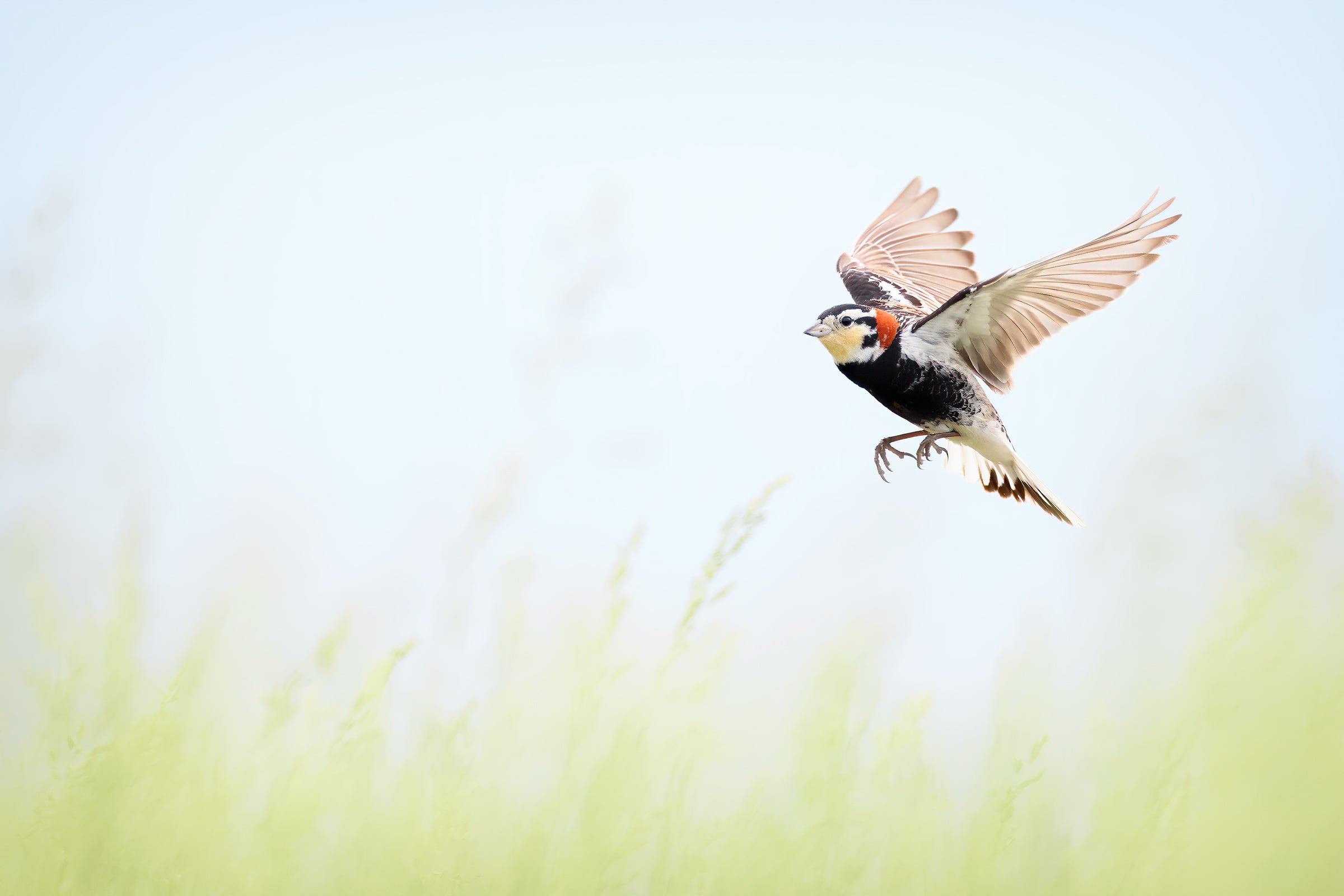 Prairie-to-Plate Philosophy Drives Bird-Friendly Management at North ...