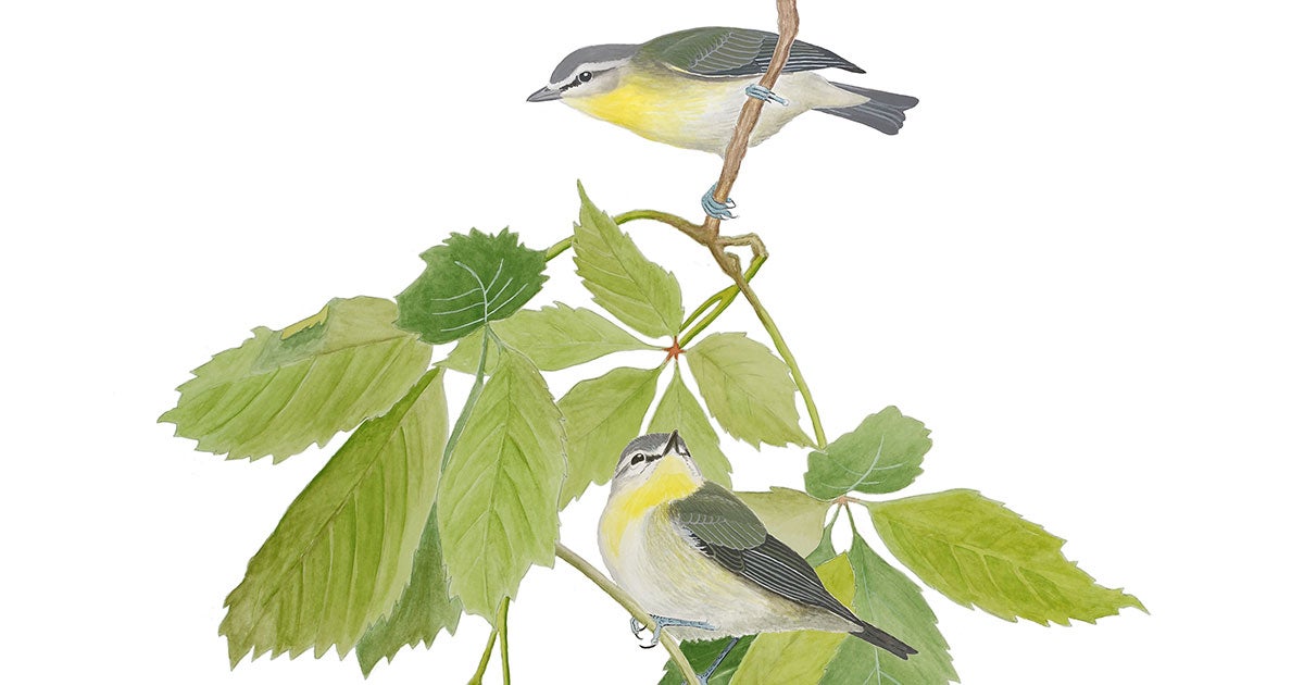 ‘The Birds That Audubon Missed' Provides New Insights Into the Age of