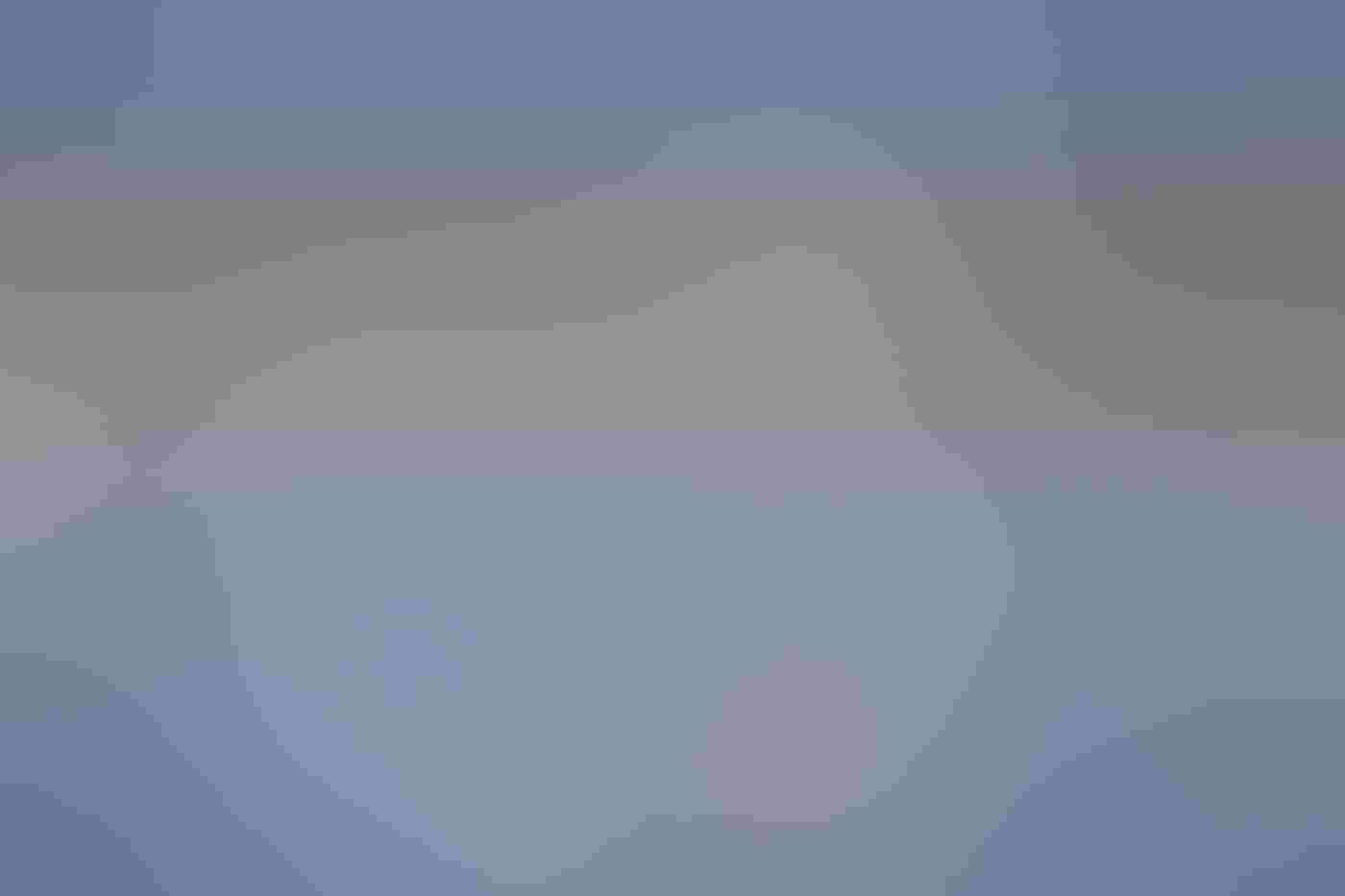 A white American Avocet stands in blue water with gracefully crossed legs above its blurred reflection. Surrounded by pale dots of out-of-focus light against a blue and beige background, its head points down as water drips from its upturned bill.