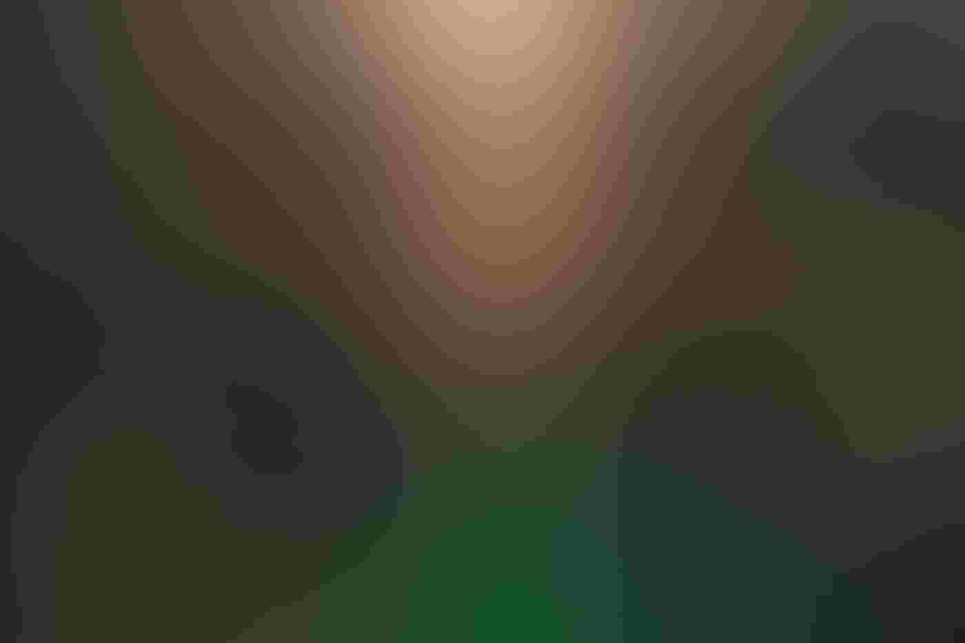 Two hummingbirds fly over a flowerbed, showing off the rainbows in their wings, while the sunset creates a golden glow over the flowers. Sun rays shine through the trees in the background.