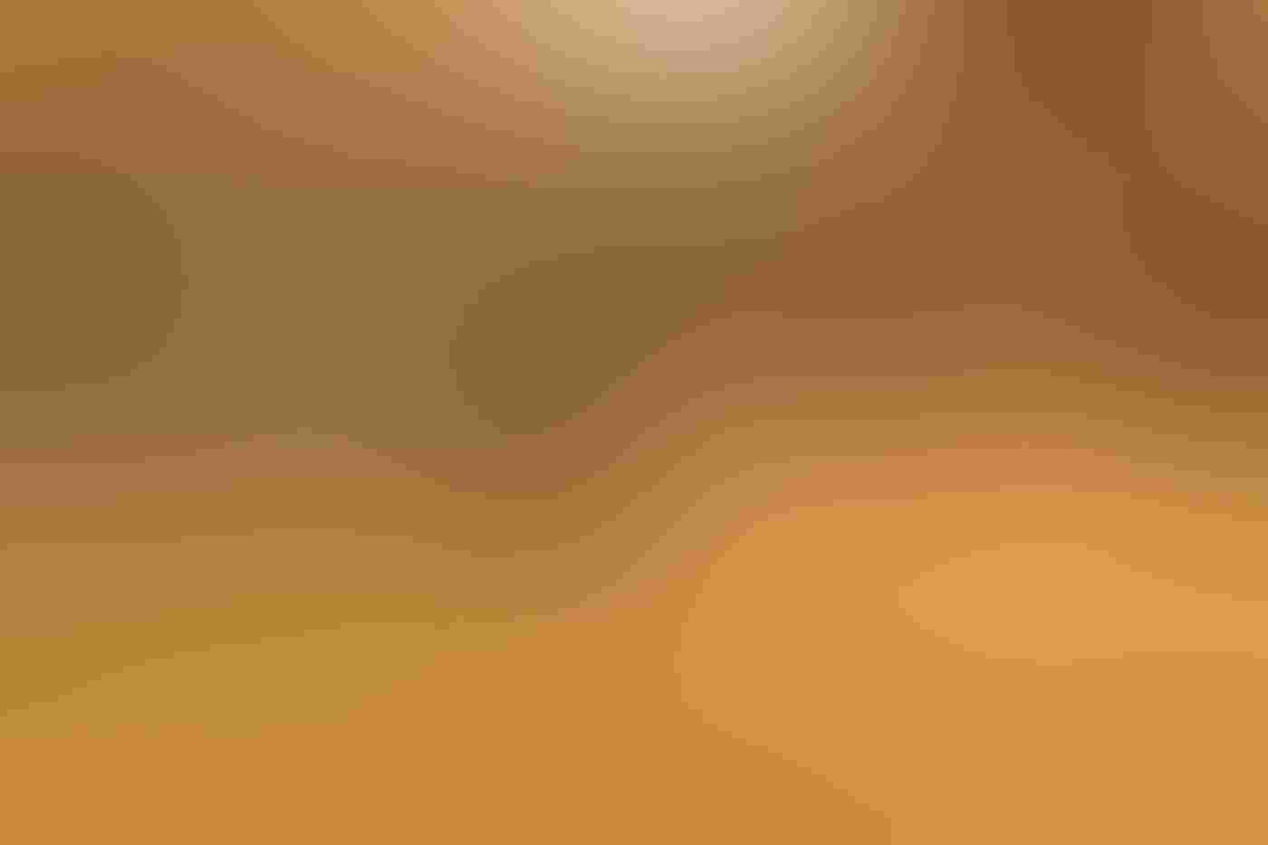 A small brown owl with white speckles and yellow eye irises sits on the grass near its burrow, staring right into the camera. The lower part of its body is blurred by the grass in front of it, a trail of sand in the air behind it.